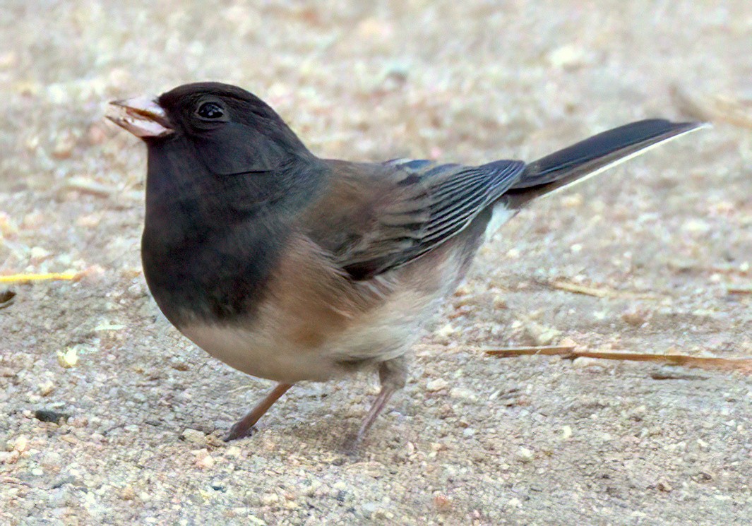 Dark-eyed Junco - ML625311477