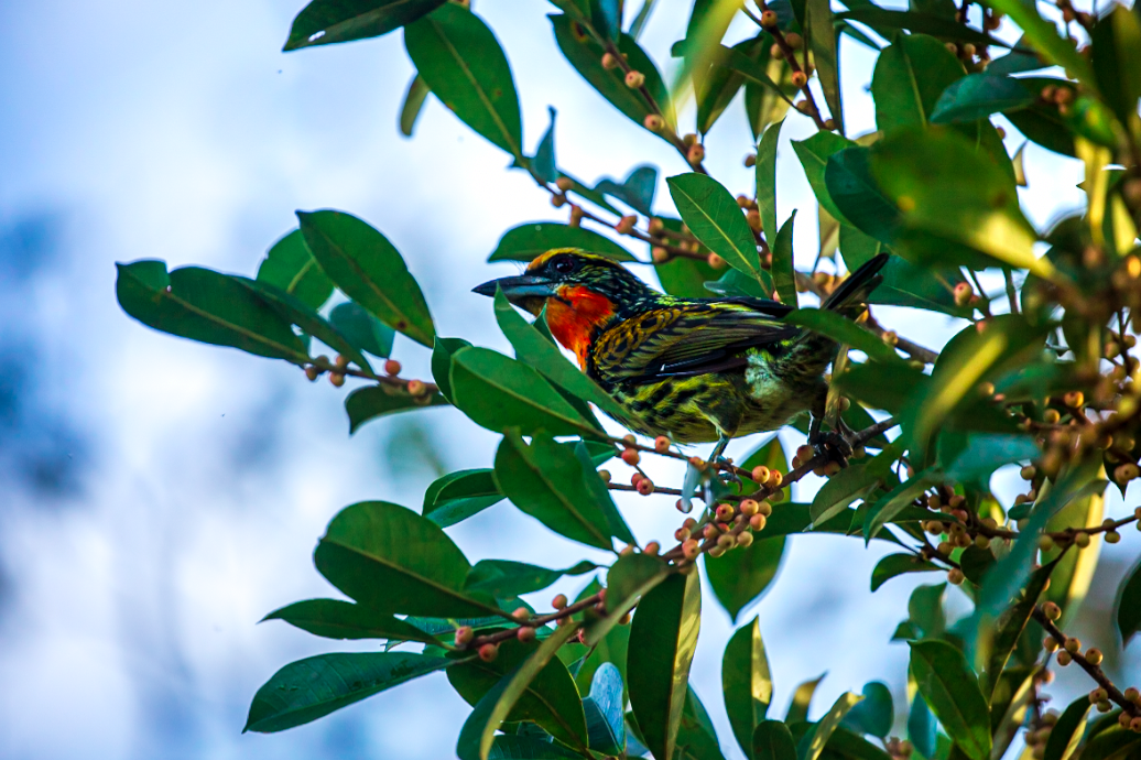 Gilded Barbet - ML625311507