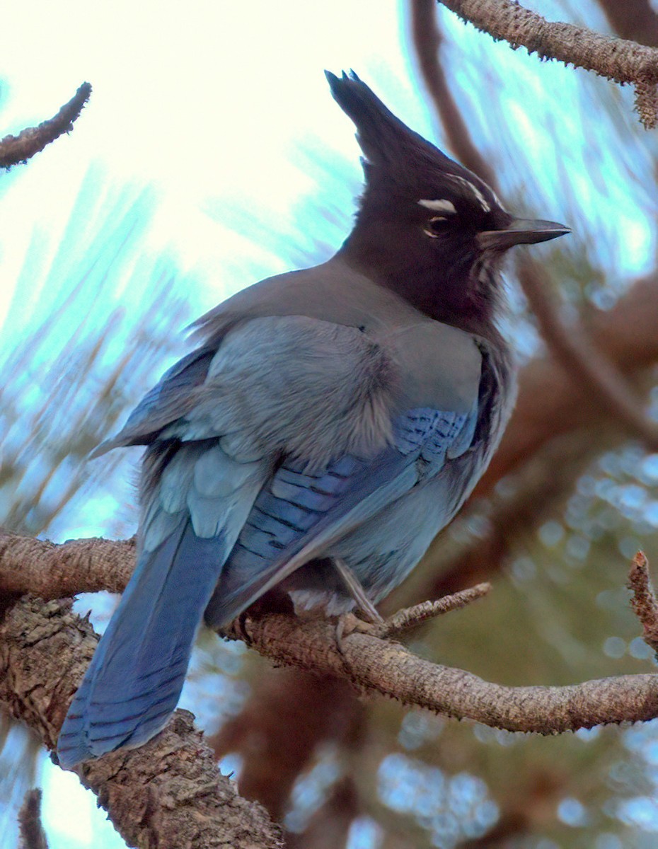 Steller's Jay - ML625311526