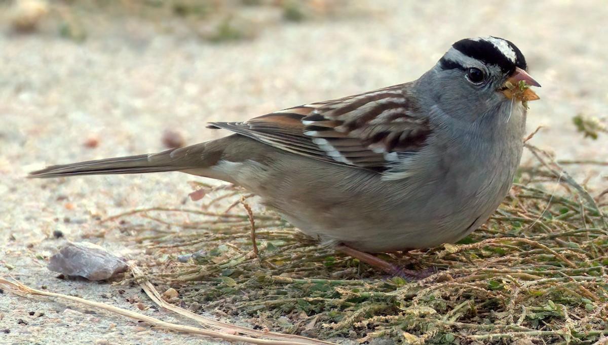 White-crowned Sparrow - ML625311567