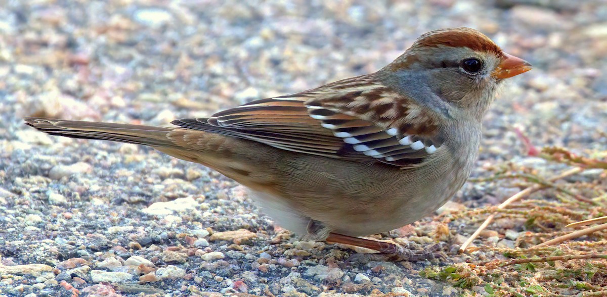 White-crowned Sparrow - ML625311568