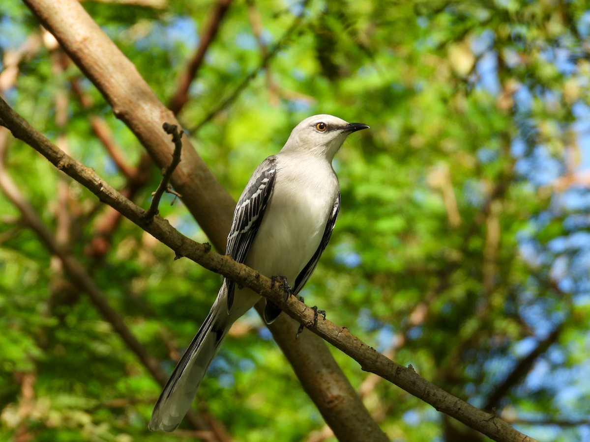 Moqueur des savanes (gracilis/leucophaeus) - ML625311638