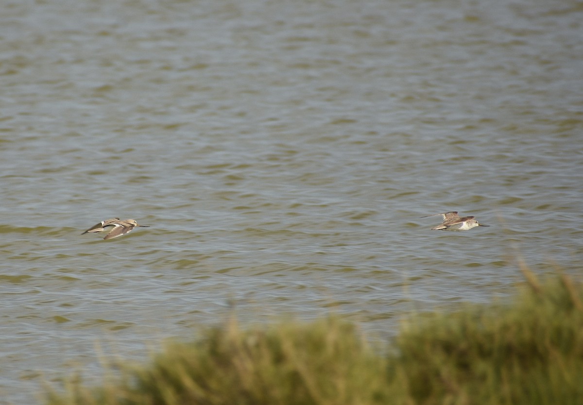 Terek Sandpiper - ML625311818