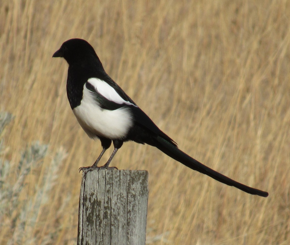 Black-billed Magpie - ML625311921