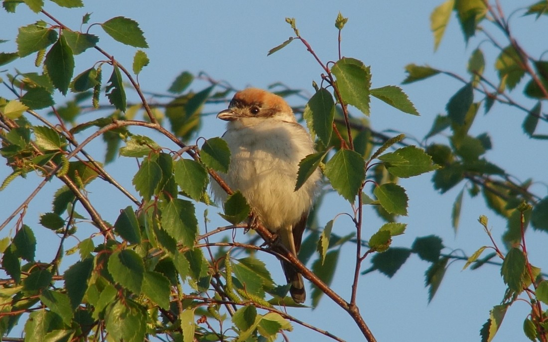 Woodchat Shrike - ML625311947