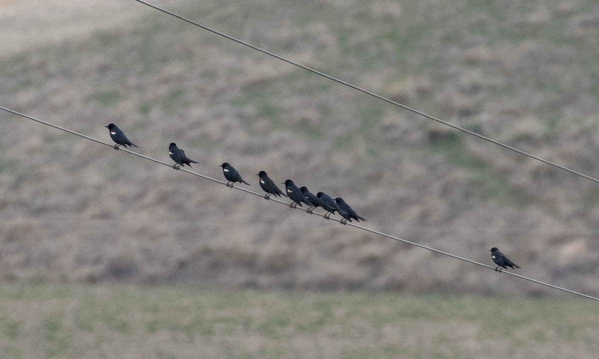 Tricolored Blackbird - ML625311980