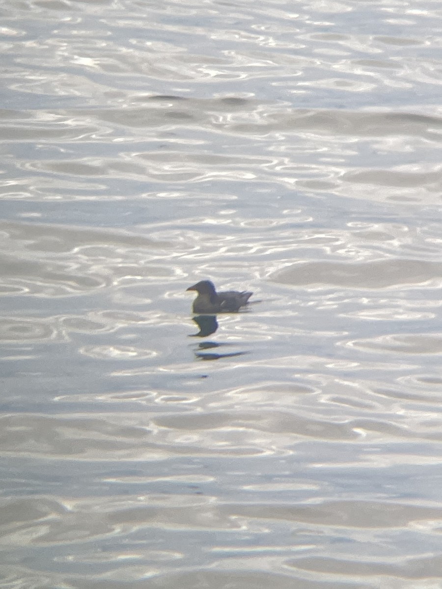 Rhinoceros Auklet - ML625311998