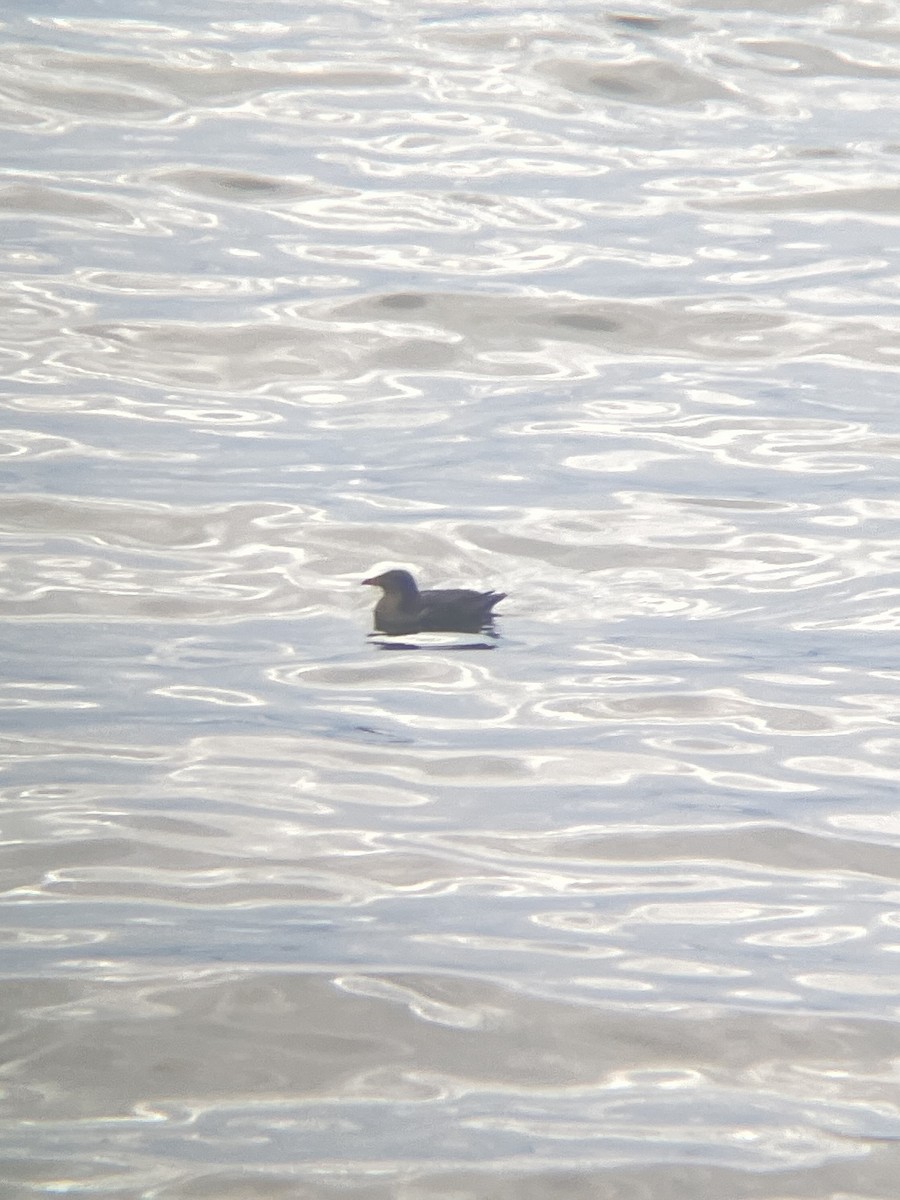 Rhinoceros Auklet - ML625311999