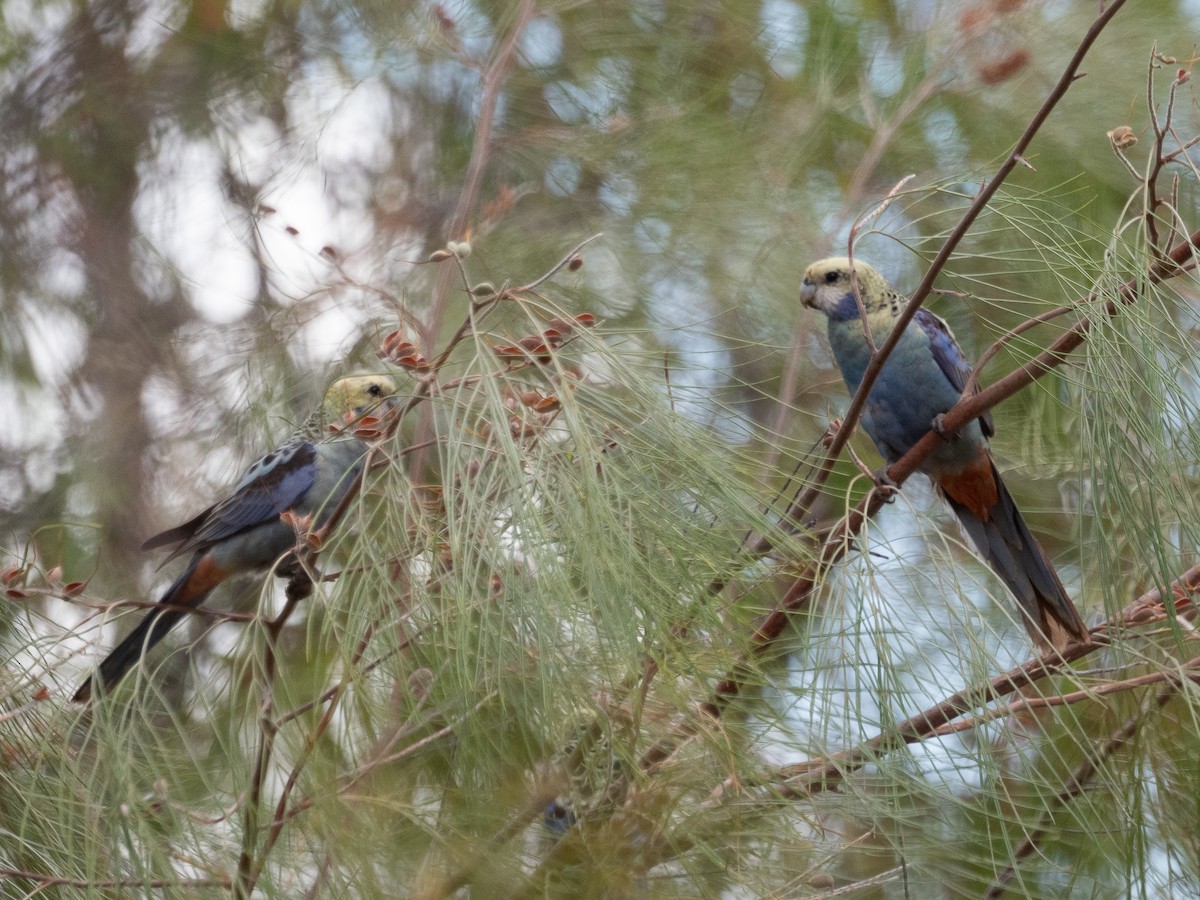 Pale-headed Rosella - ML625312025