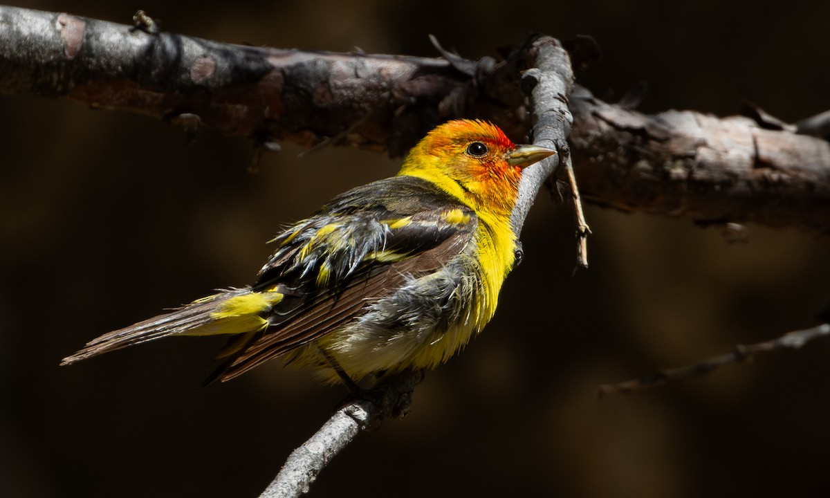 Western Tanager - ML625312063