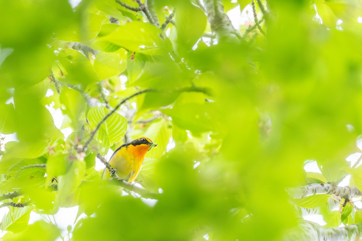 Narcissus Flycatcher - ML625312067