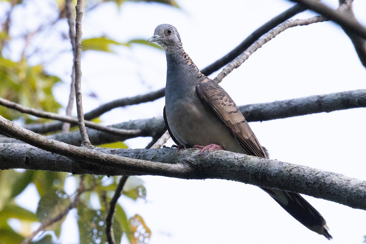 Bar-shouldered Dove - ML625312114