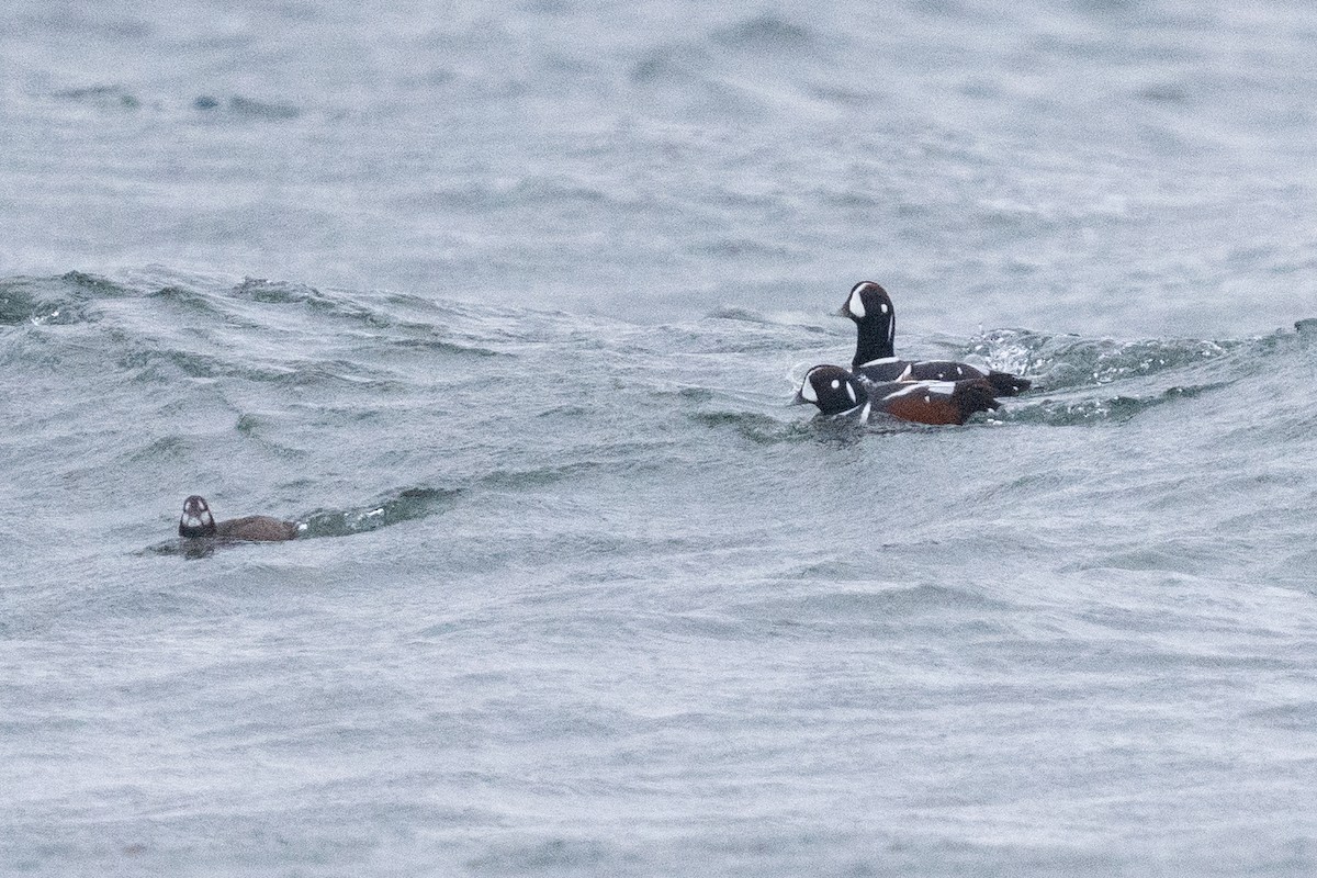 Harlequin Duck - Matthew Gerlach