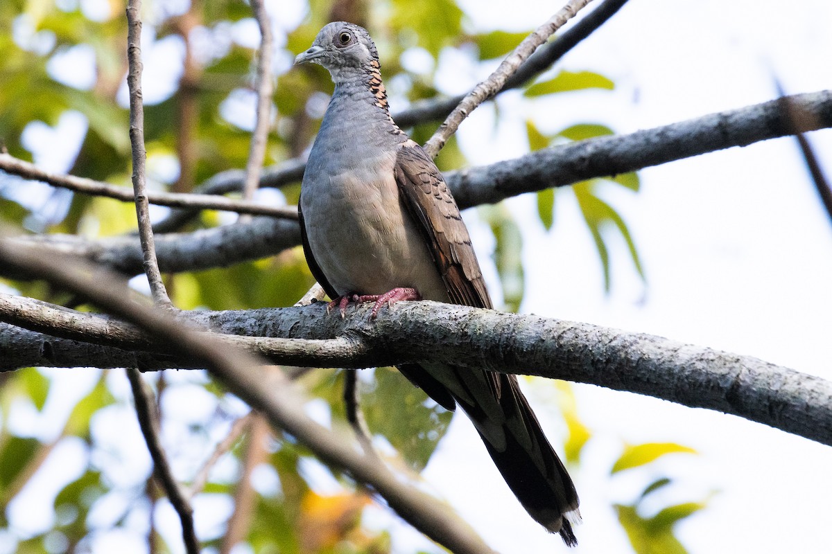 Bar-shouldered Dove - ML625312127