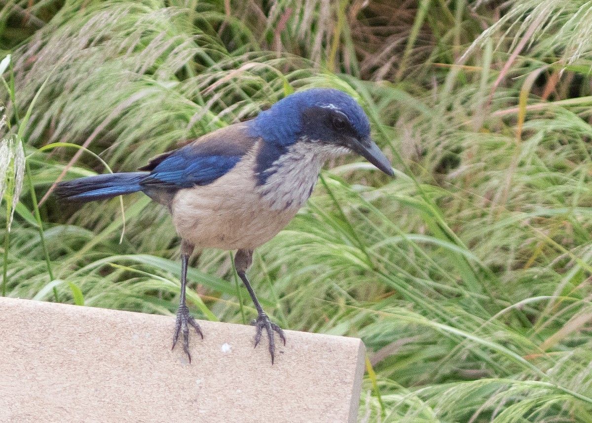 Island Scrub-Jay - ML625312181