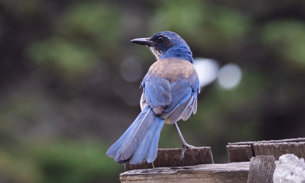 Island Scrub-Jay - ML625312182