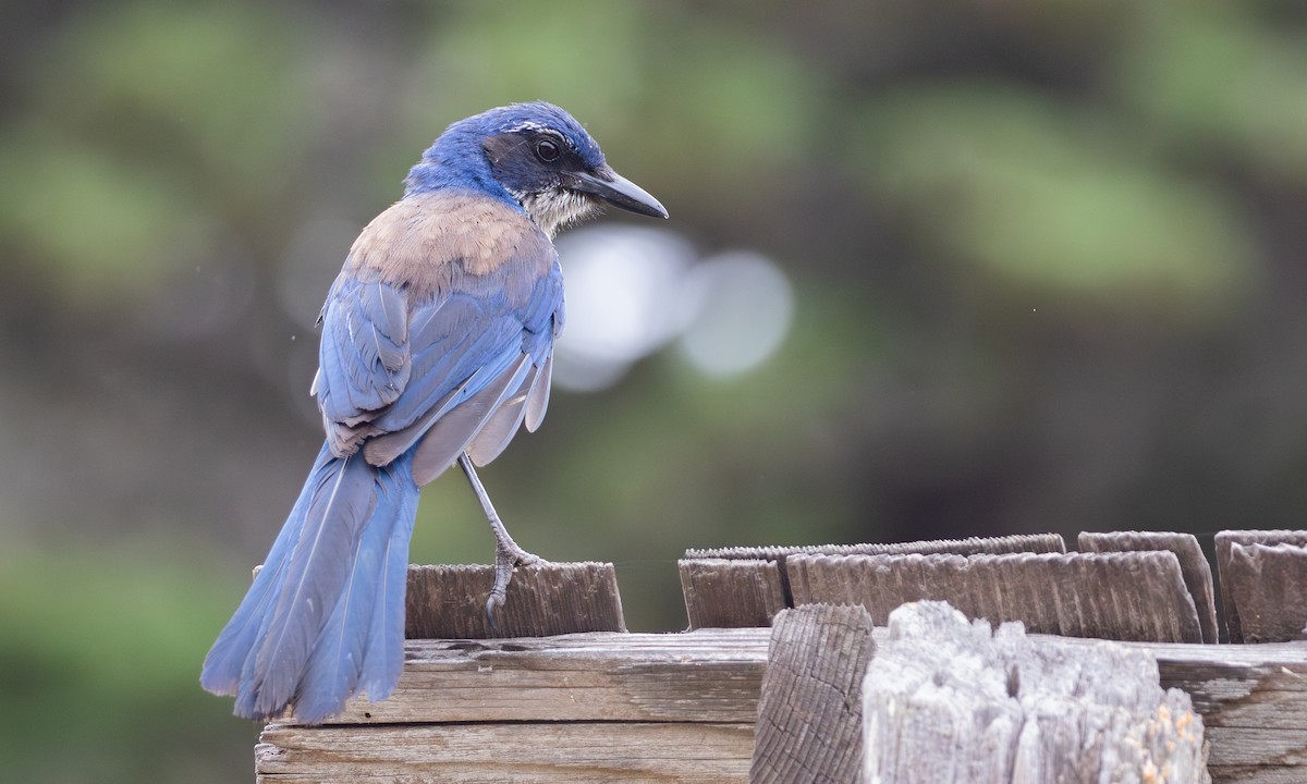 Island Scrub-Jay - ML625312183