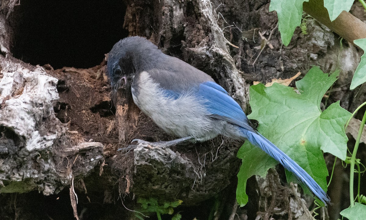 Island Scrub-Jay - ML625312191