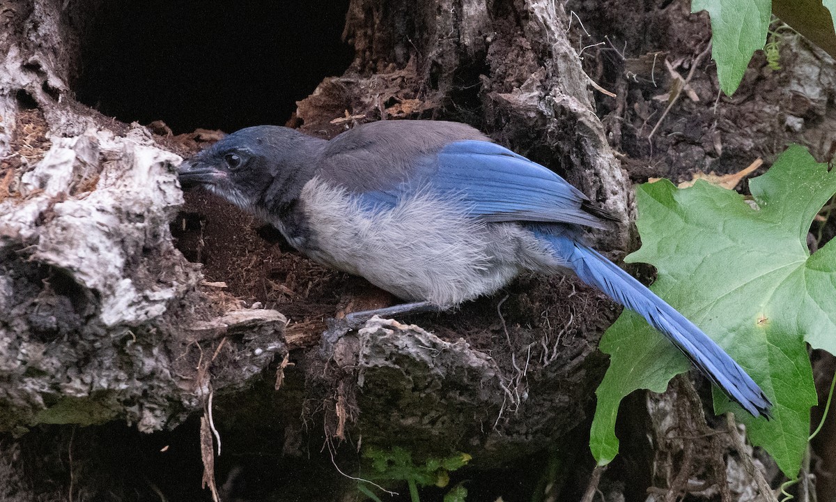 Island Scrub-Jay - RJ Baltierra