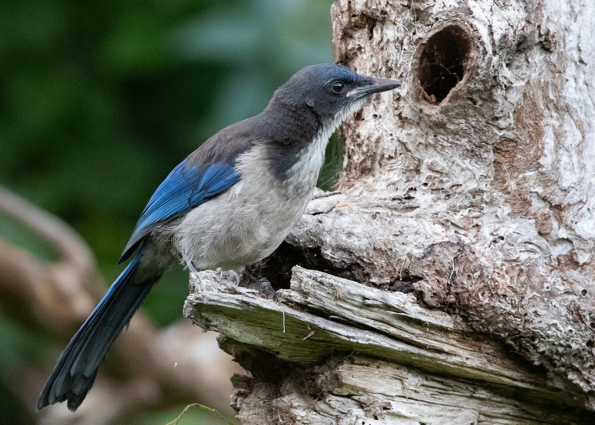 Island Scrub-Jay - ML625312193