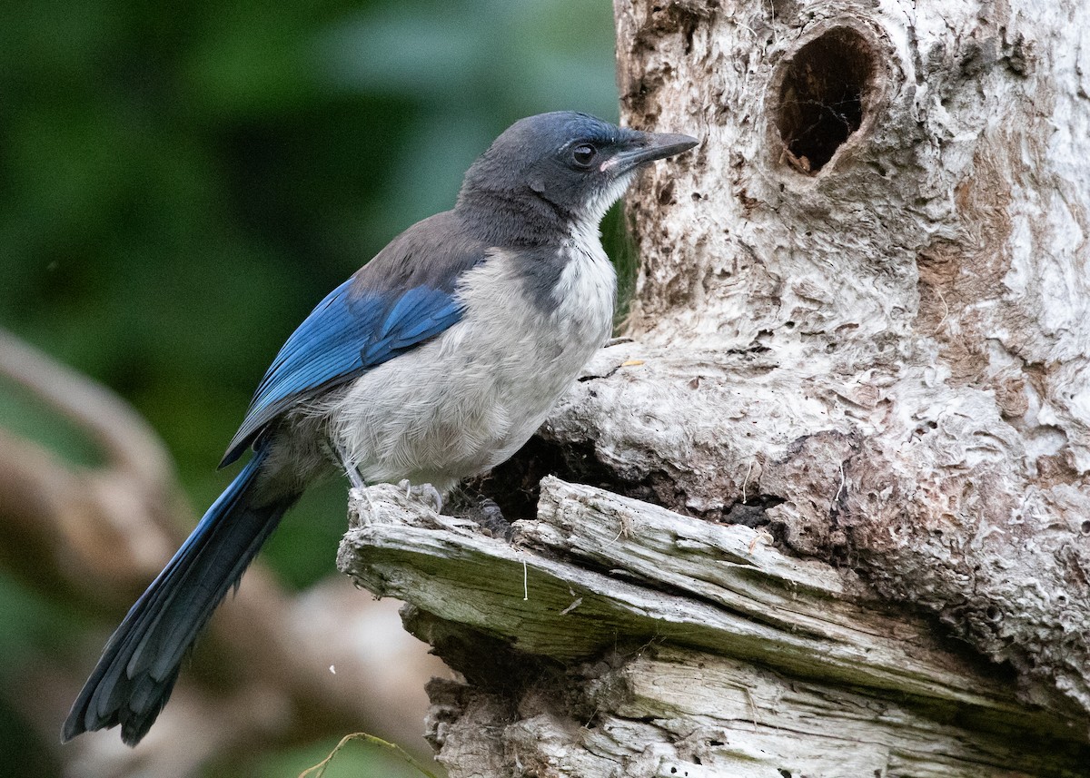 Island Scrub-Jay - RJ Baltierra