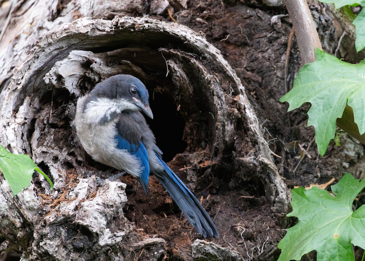 Island Scrub-Jay - ML625312196