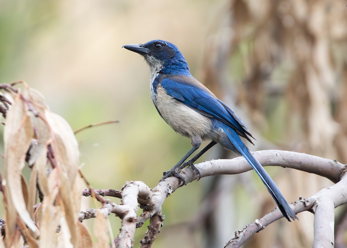 Island Scrub-Jay - ML625312264