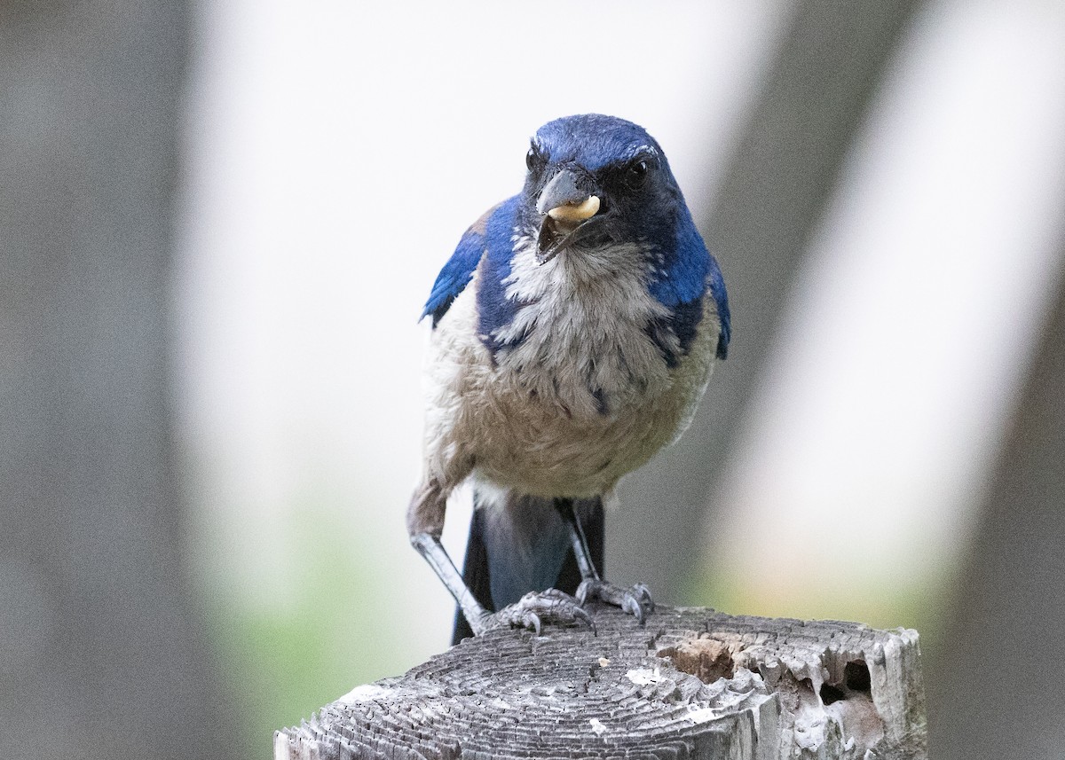 Island Scrub-Jay - ML625312265