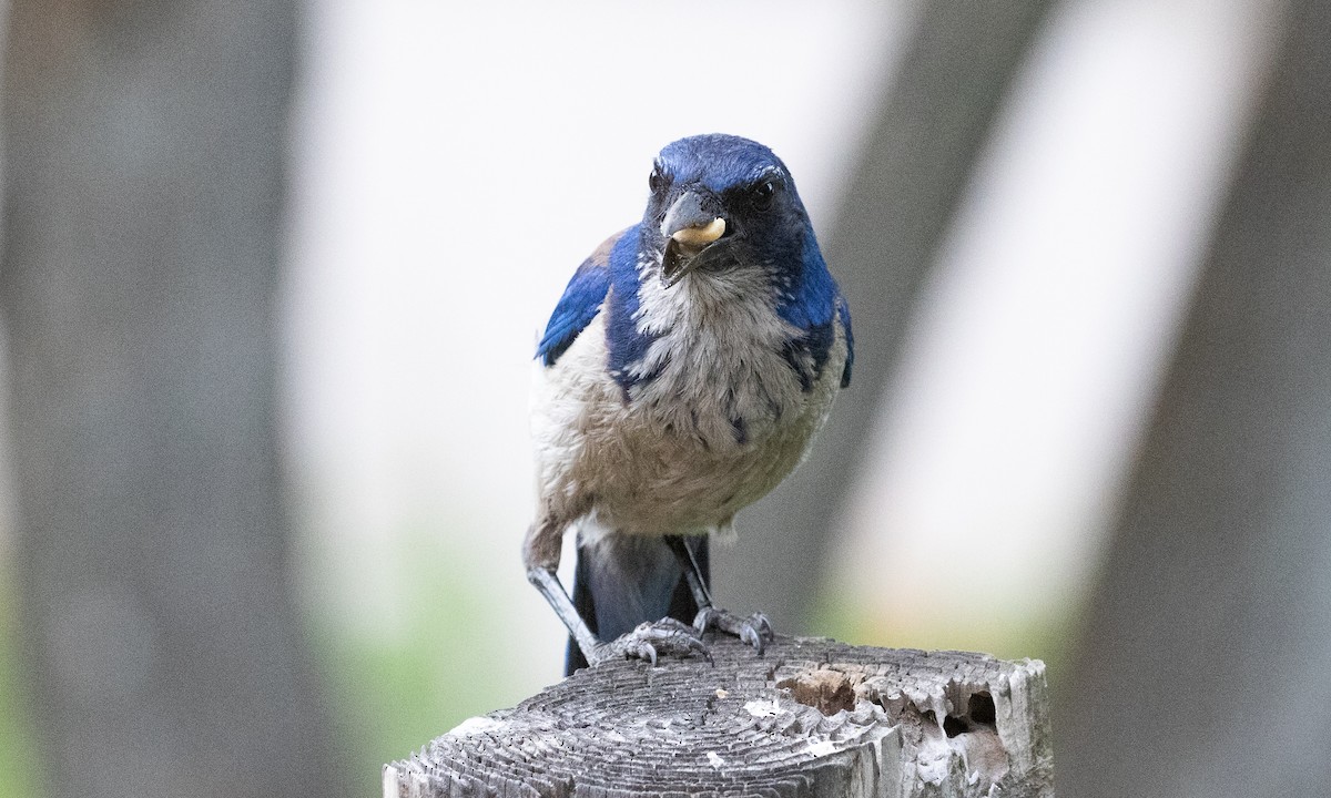 Island Scrub-Jay - ML625312266