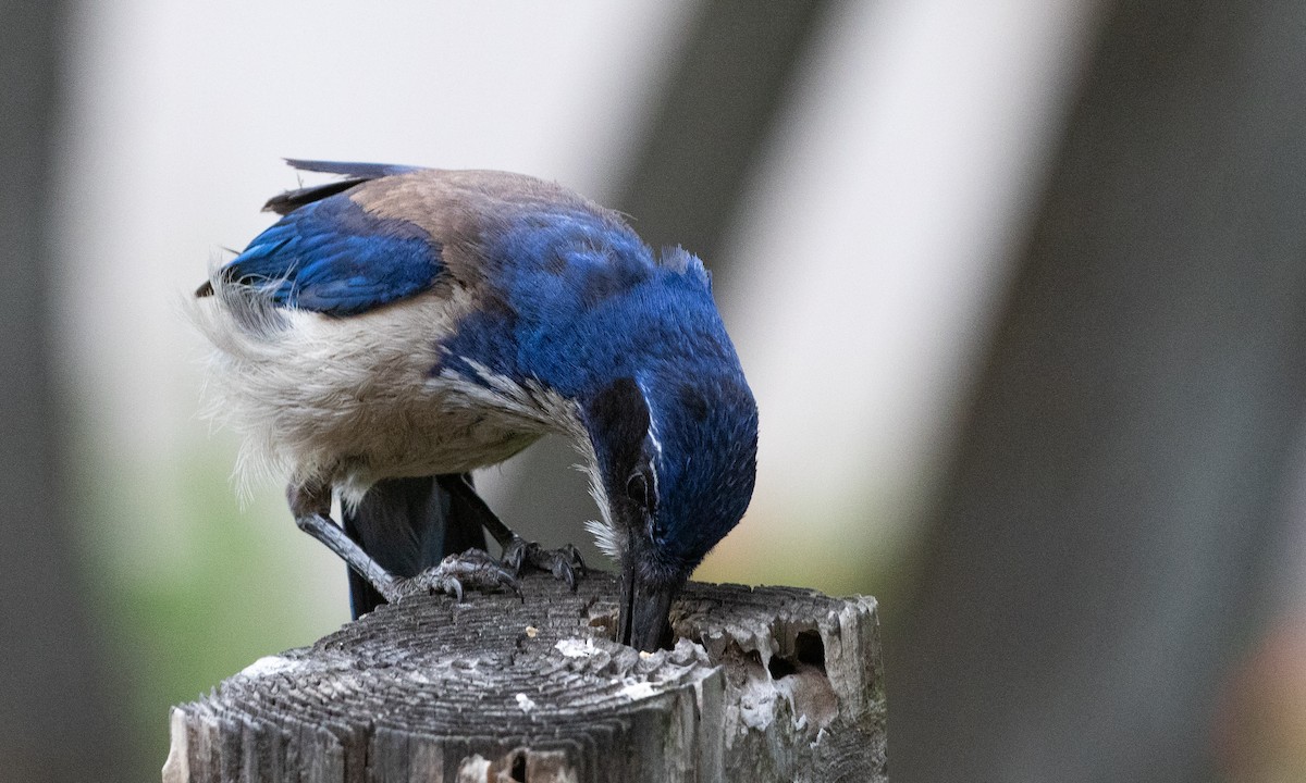 Island Scrub-Jay - ML625312267