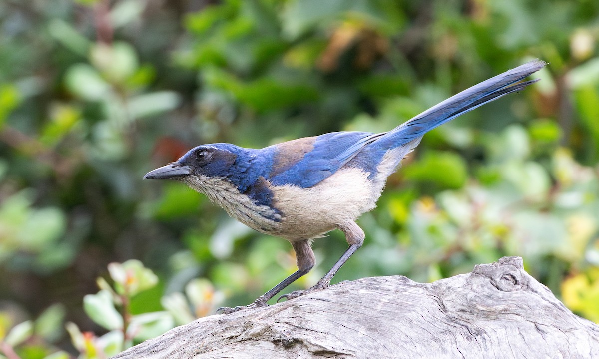 Island Scrub-Jay - ML625312268