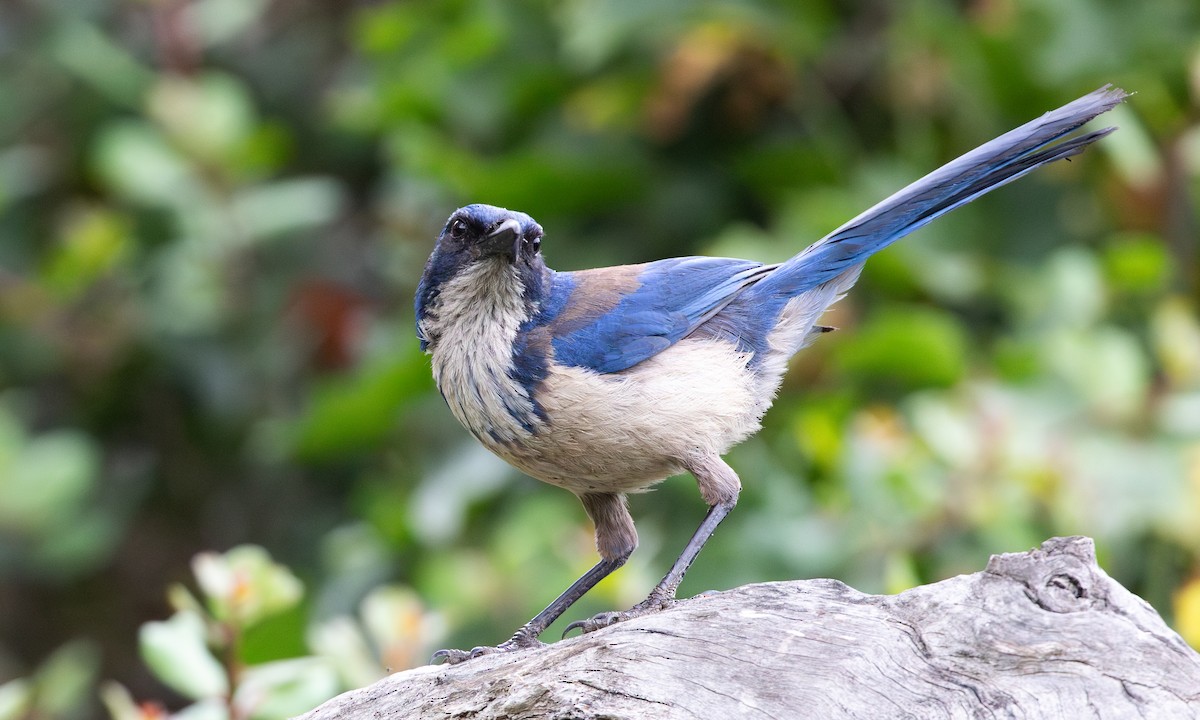 Island Scrub-Jay - ML625312269