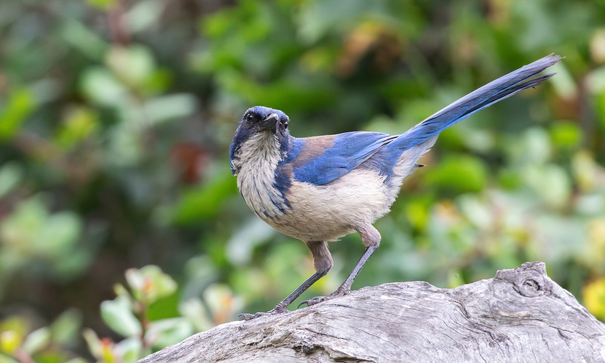 Island Scrub-Jay - ML625312270