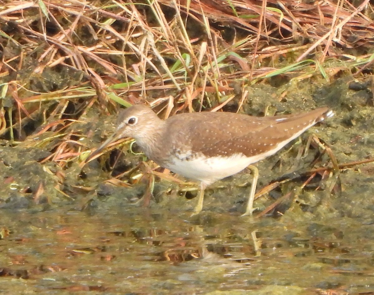 Green Sandpiper - ML625312321