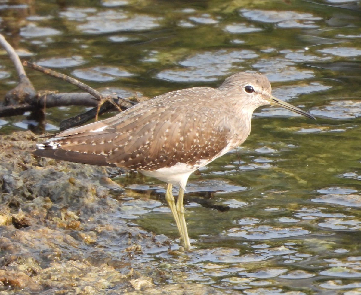 Green Sandpiper - ML625312322