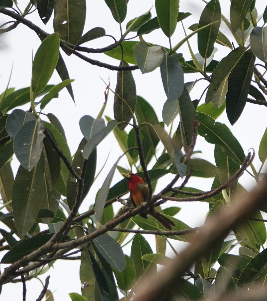 Scarlet-hooded Barbet - ML625312325