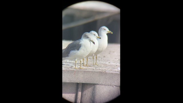 Хар сүүлт цахлай - ML625312372