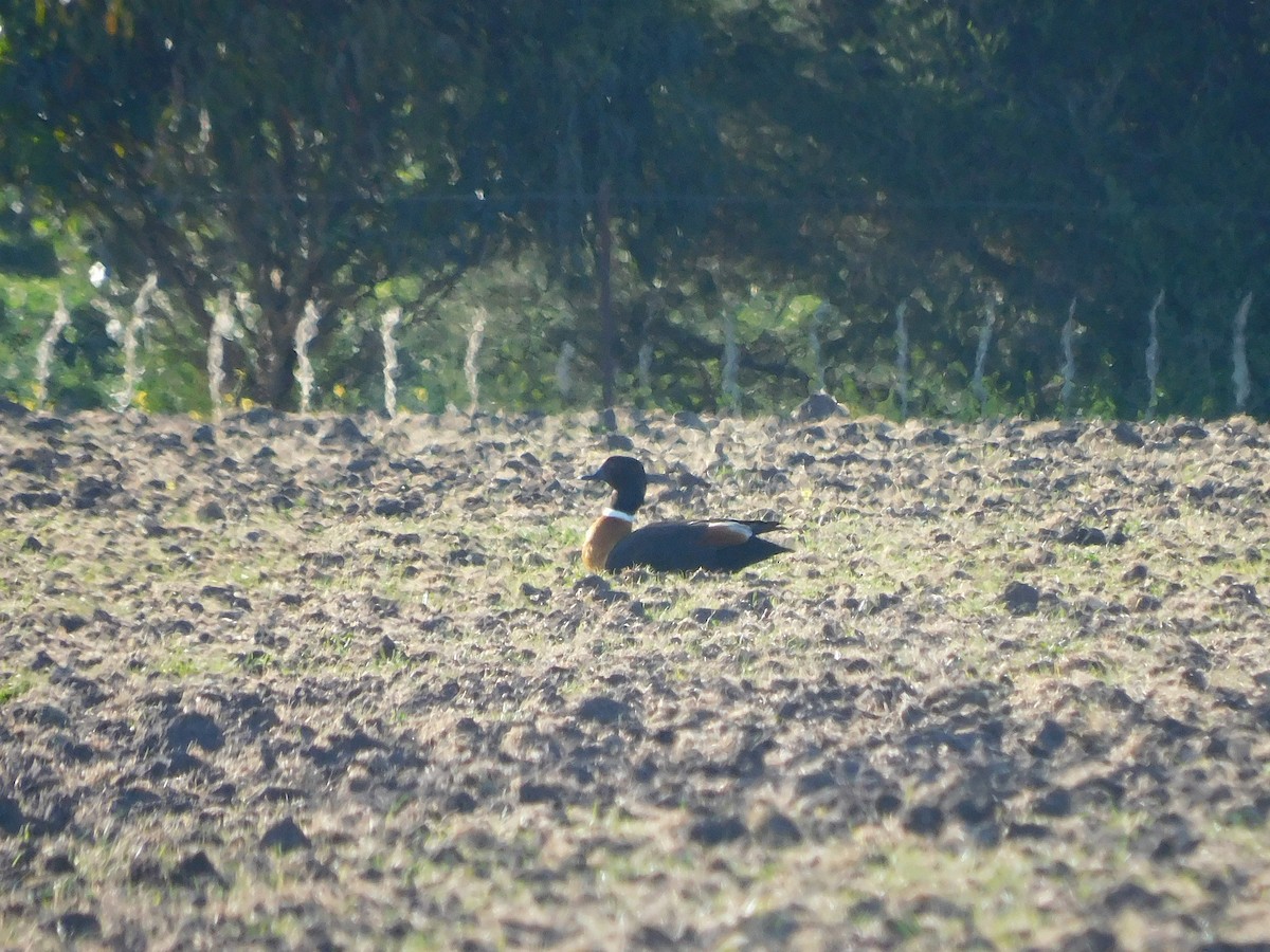 Tadorne d'Australie - ML625312463