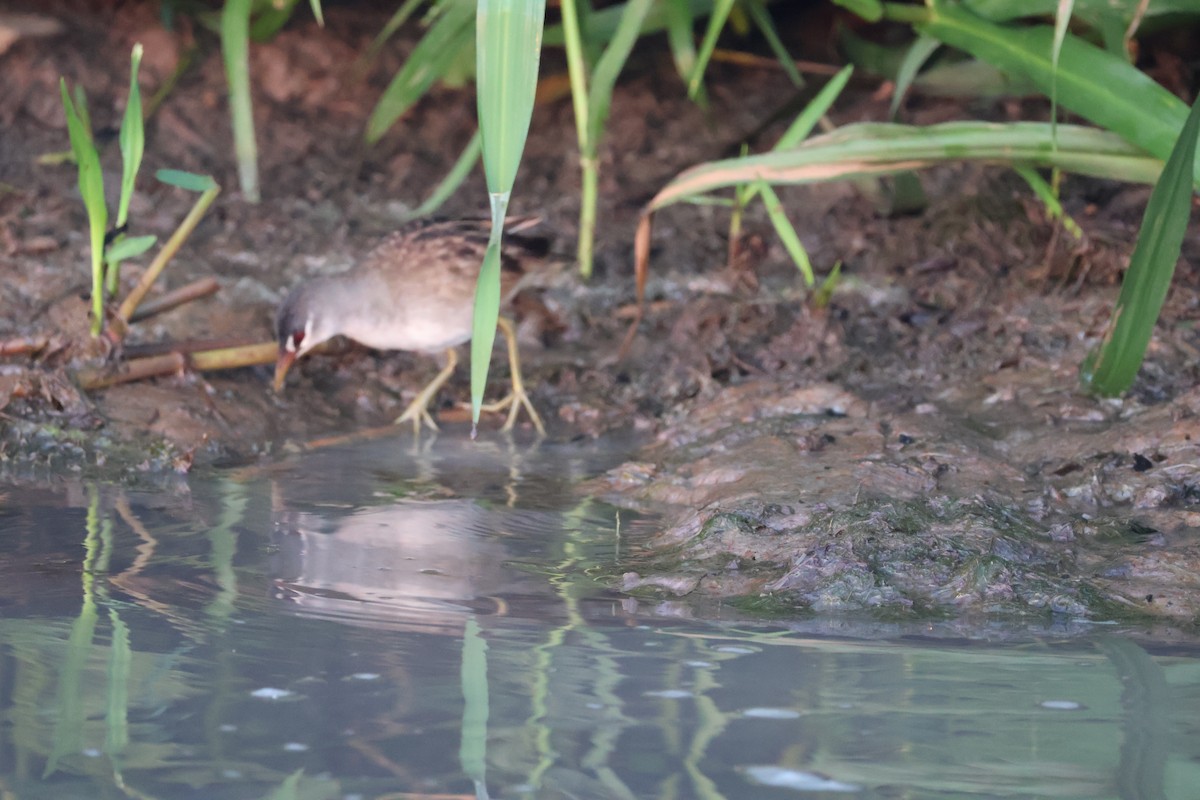 White-browed Crake - ML625312469