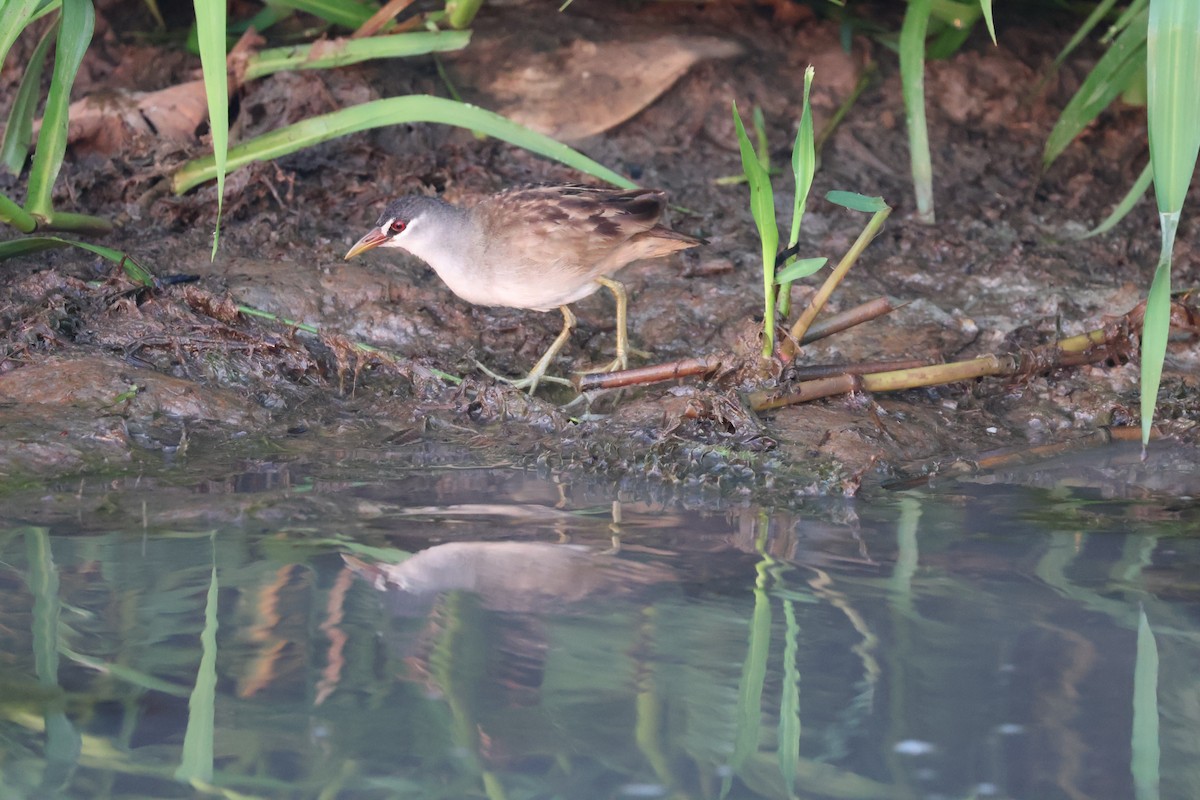 White-browed Crake - ML625312470