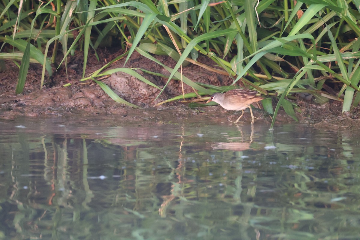 White-browed Crake - ML625312471