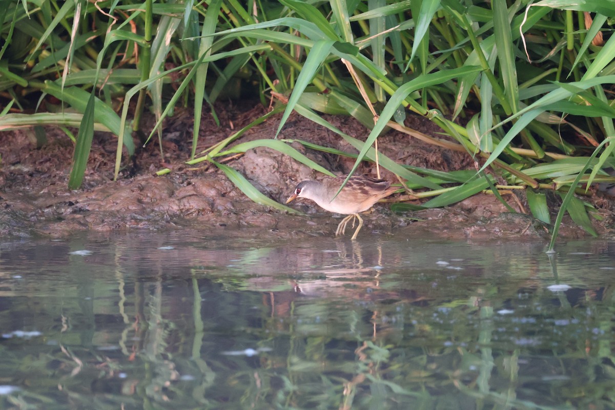 White-browed Crake - ML625312472