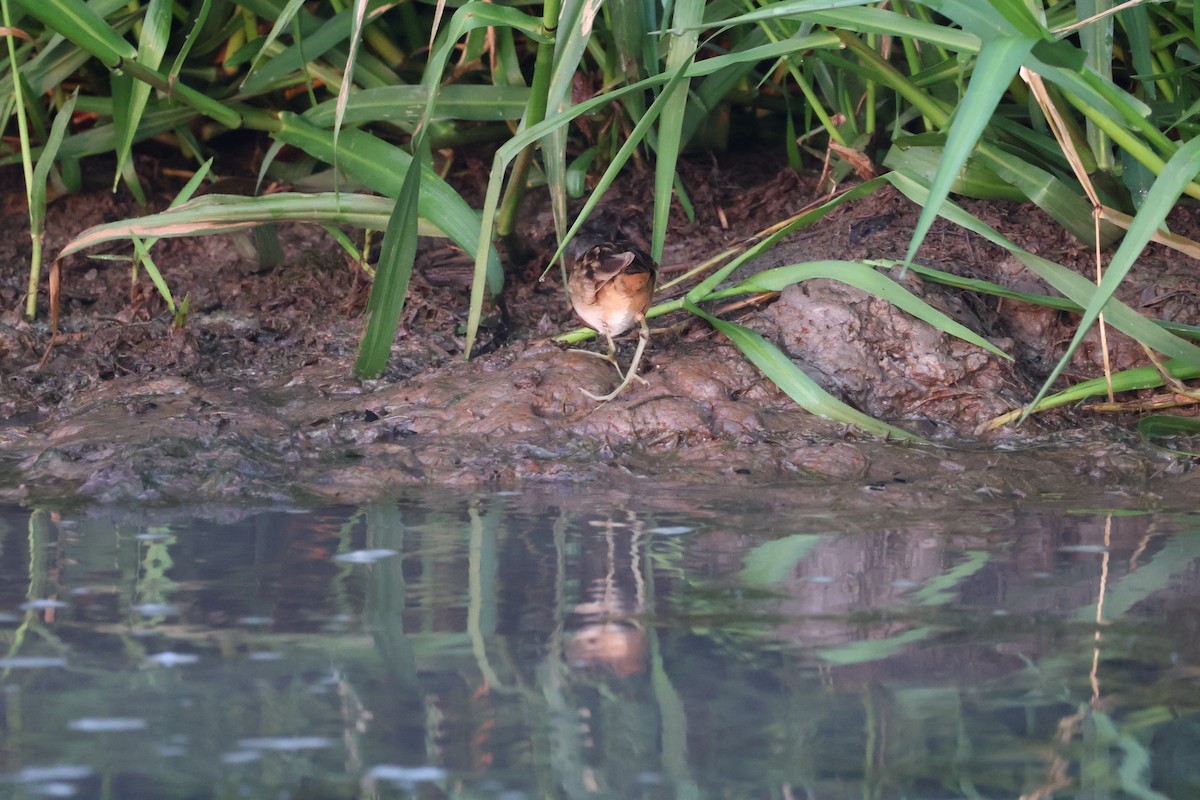 White-browed Crake - ML625312473