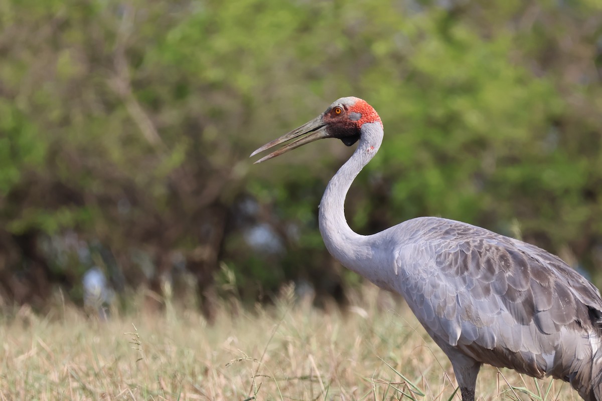 Brolga - Sonia Boughton