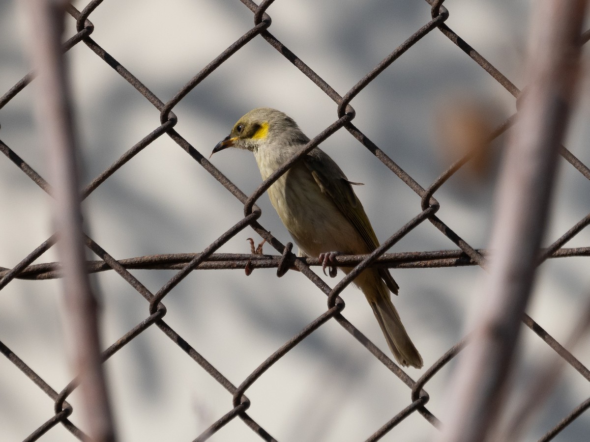 Gray-headed Honeyeater - ML625312544