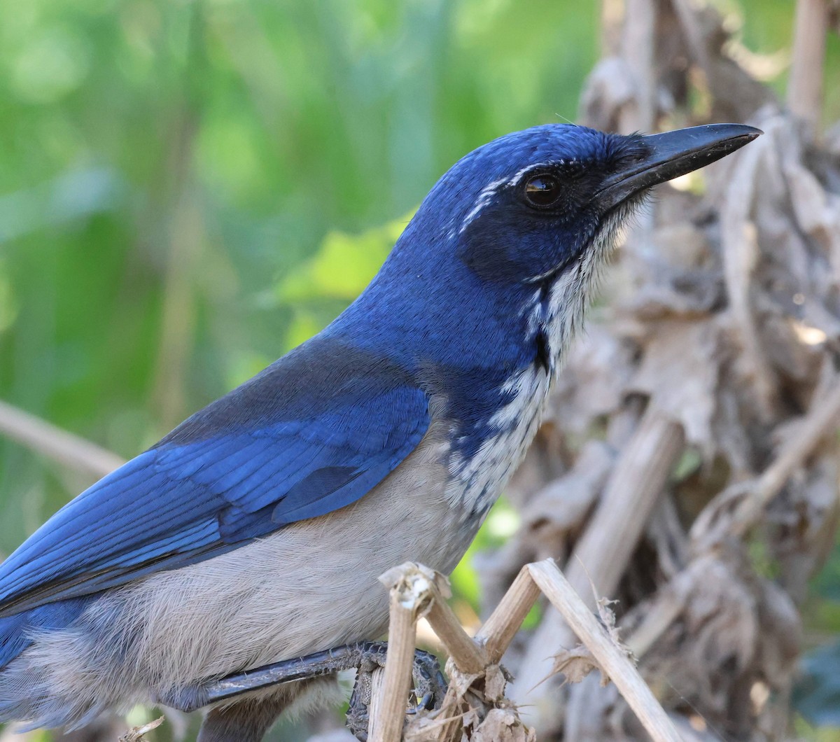 Island Scrub-Jay - ML625312547