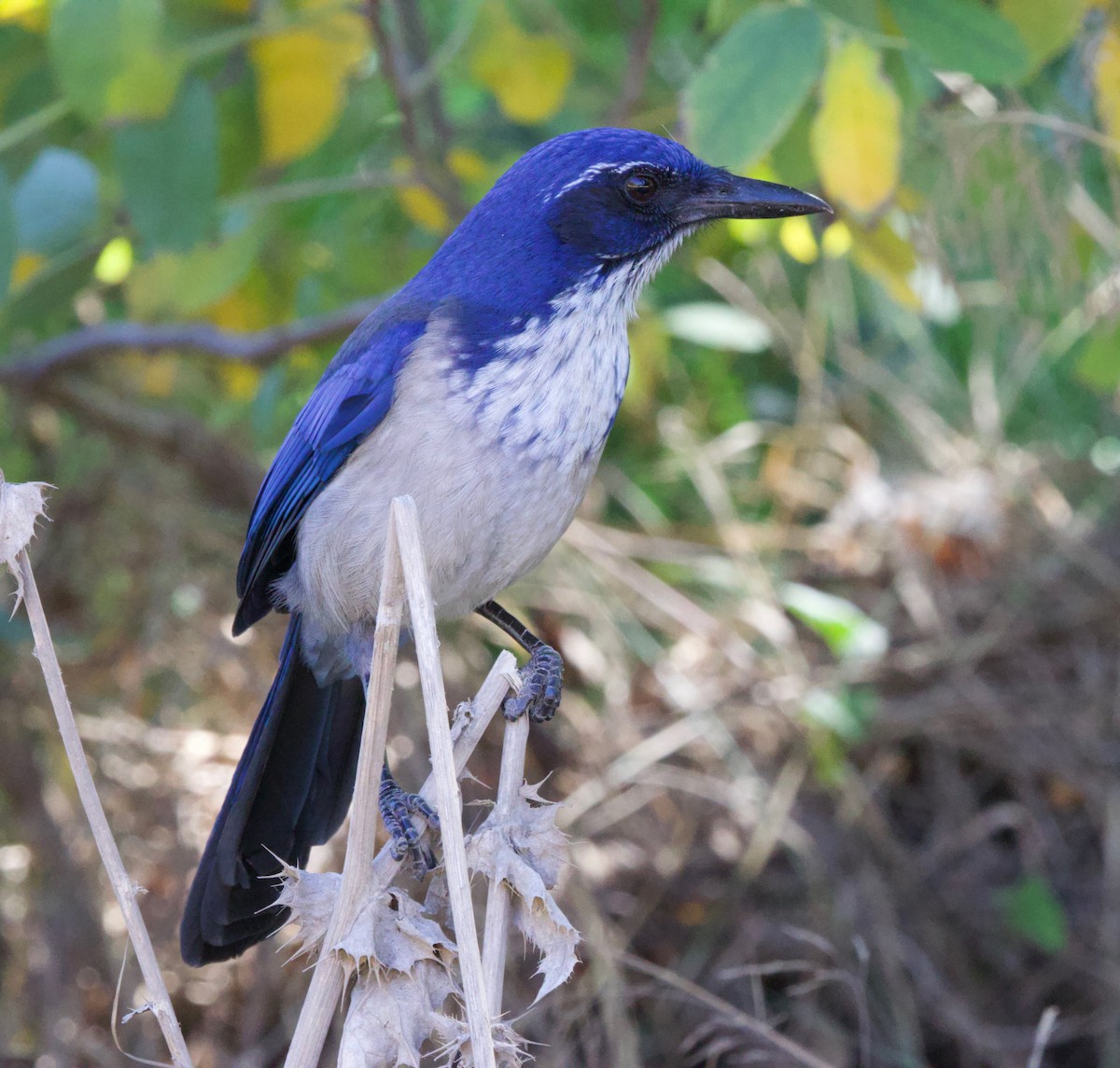 Island Scrub-Jay - ML625312548