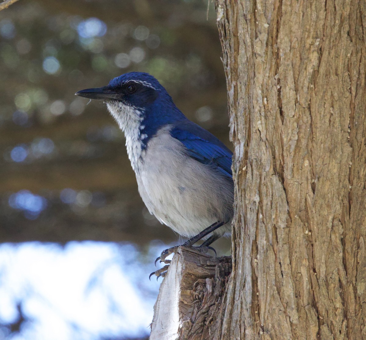 Island Scrub-Jay - Benjamin Zerante