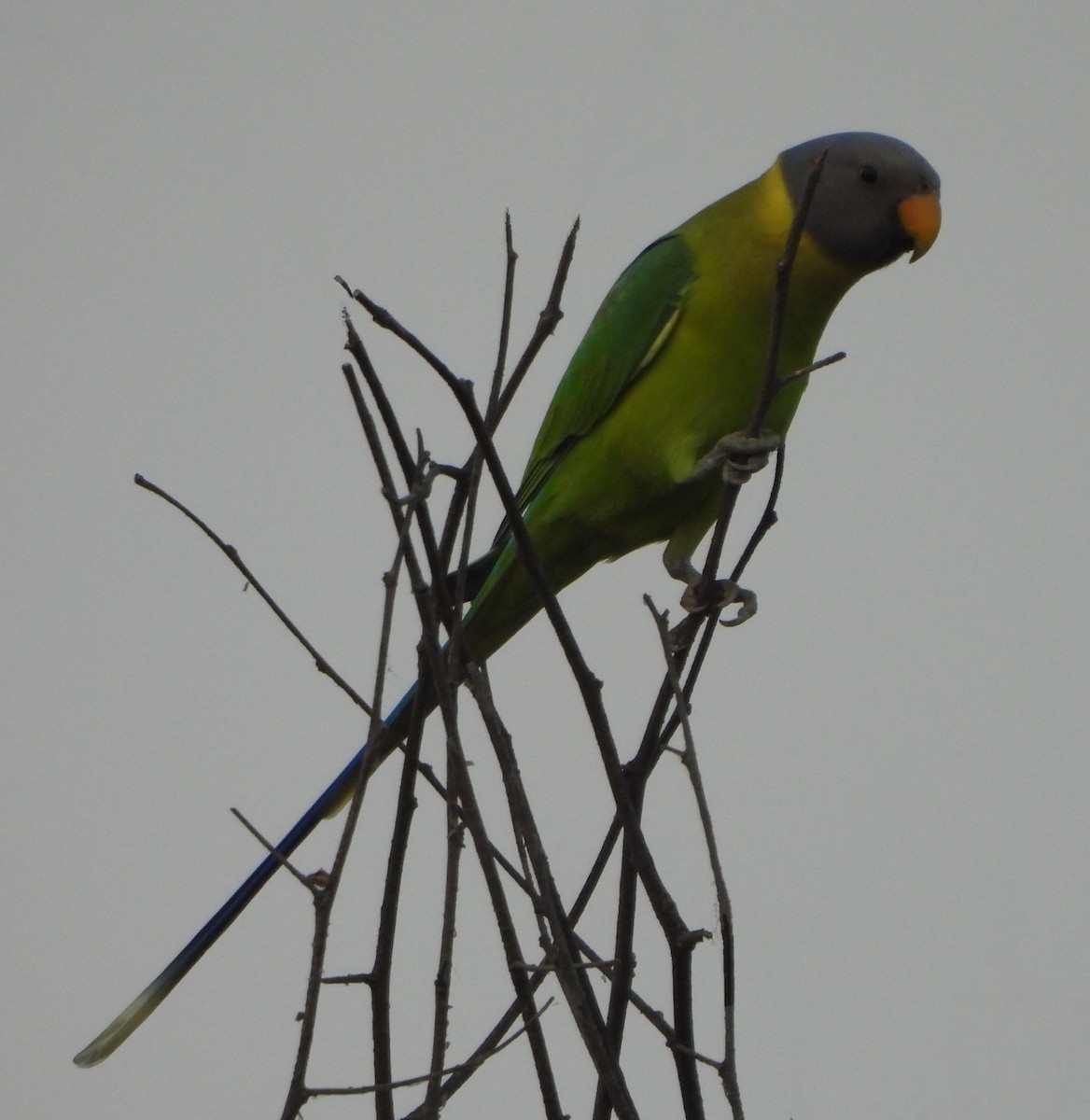 Plum-headed Parakeet - Prof Chandan Singh Dalawat