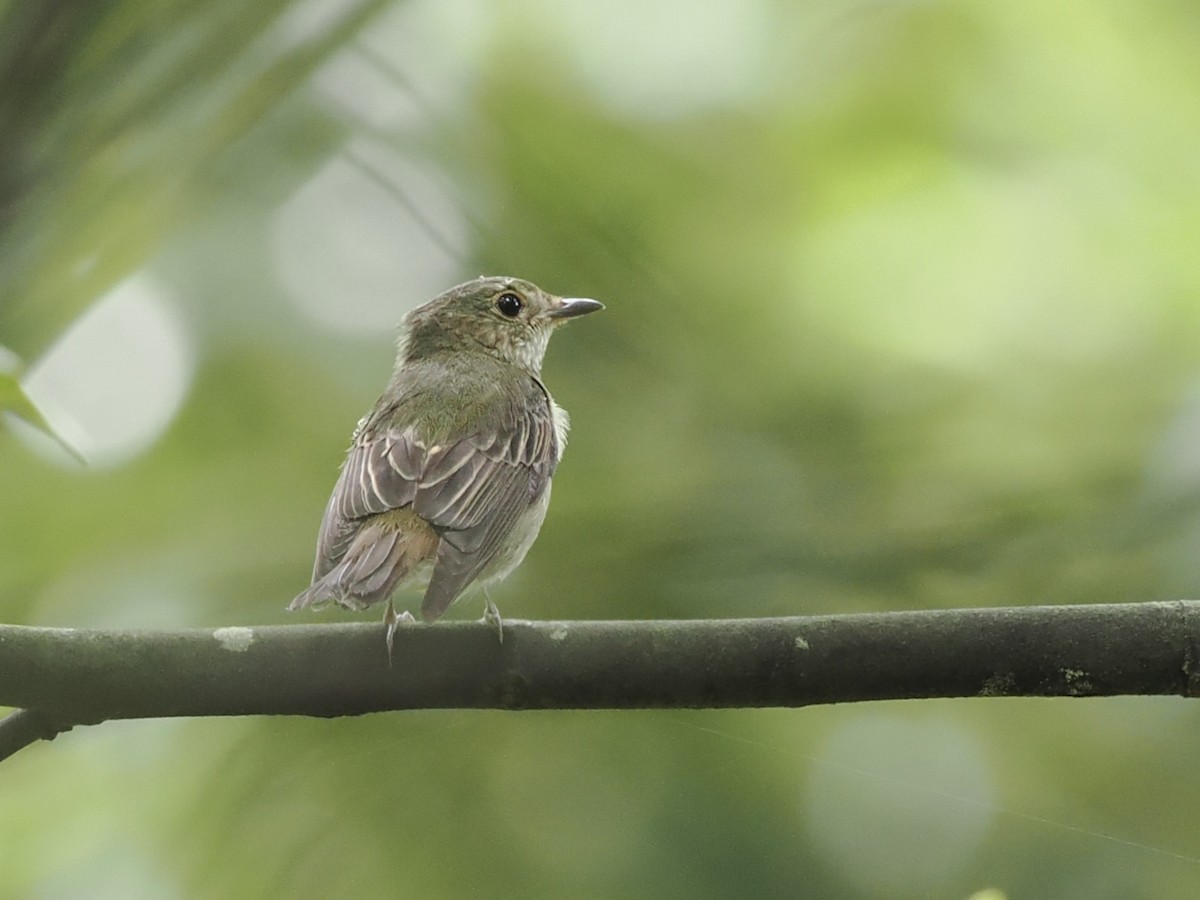 Narcissus Flycatcher - ML625312577